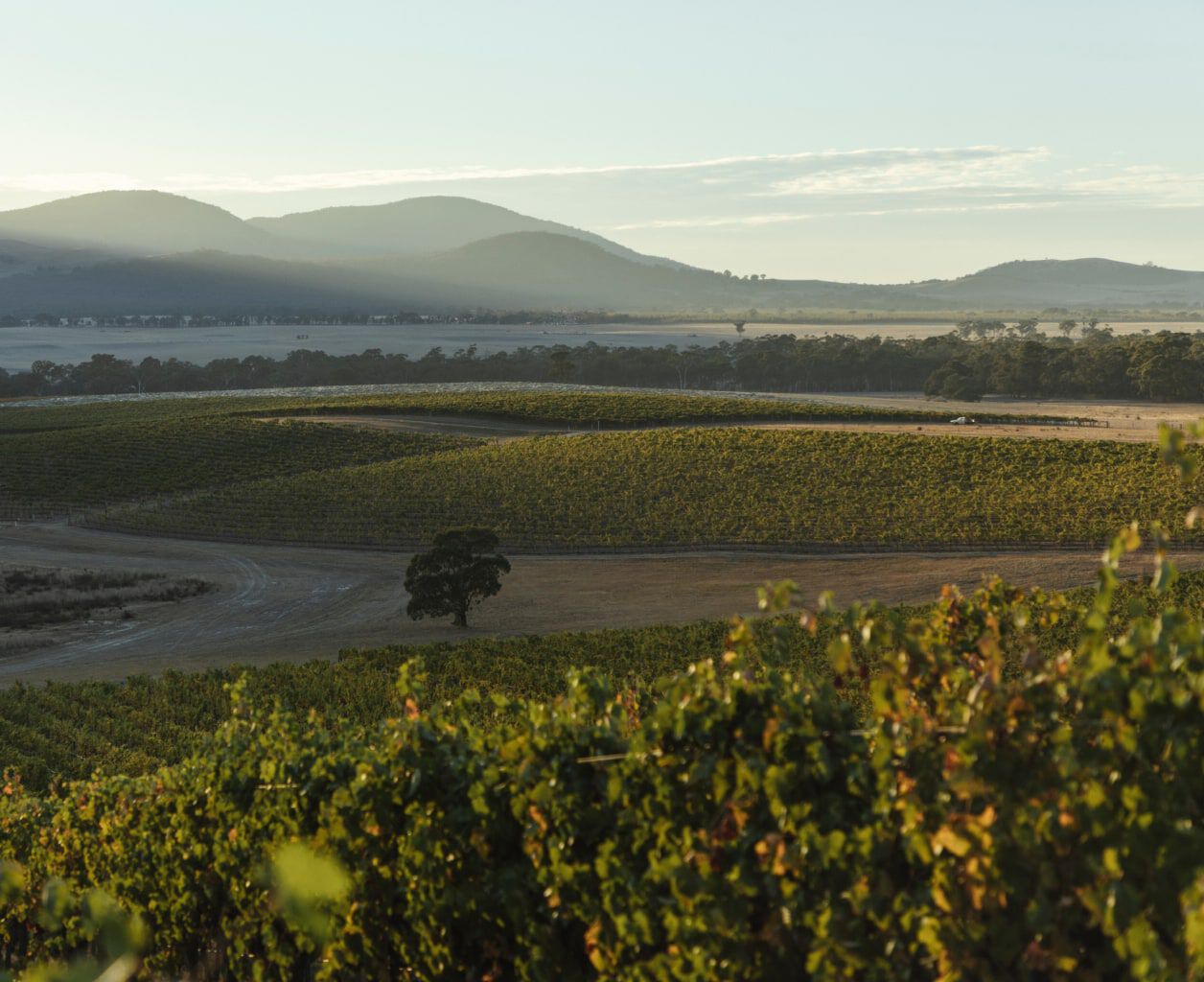 Mount Langi Ghiran Vineyards Mount Langi Ghiran Vineyards